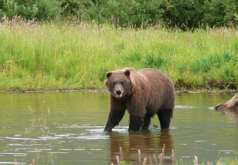 A brown bear at the Alaska Wildlife Conservation center in Portage. Photo by J.Cerutti